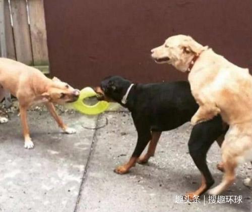 【动物也疯狂】猪:这是我猪朋狗友,狗:这是我猪队友!