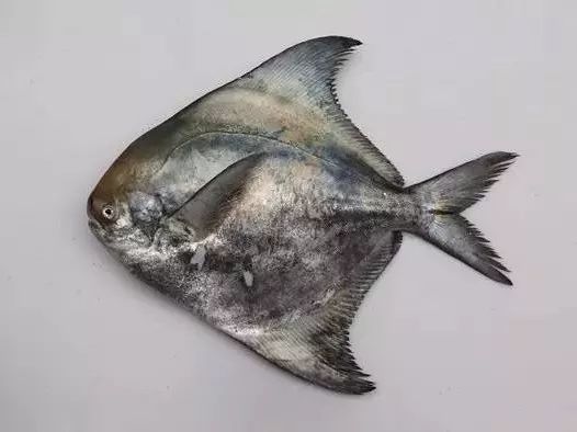上图即是满鳞状态下的中国鲳,可见其体色灰暗,傻大黑粗,远不如银鲳
