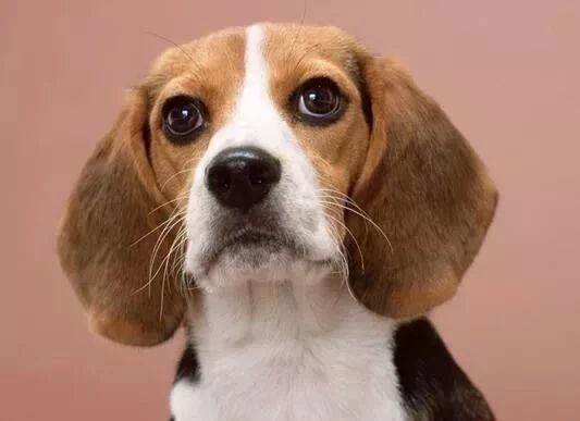 十种适合家养的宠物狗?盘点一下温顺狗狗的排行榜!