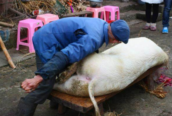 遭村民嘲笑,时隔半小时,村民无法淡定|村民|死猪|屠夫_新浪新闻