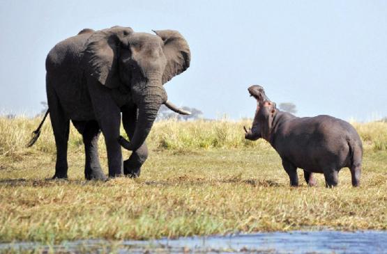 一群河马试图叫嚣落单的大象,大象的队伍到齐后吓得落荒而逃