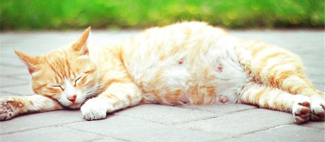 母猫怀孕的7个迹象