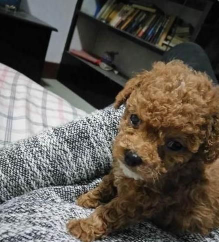 泰迪犬长白毛的4大原因,分析的很透彻!