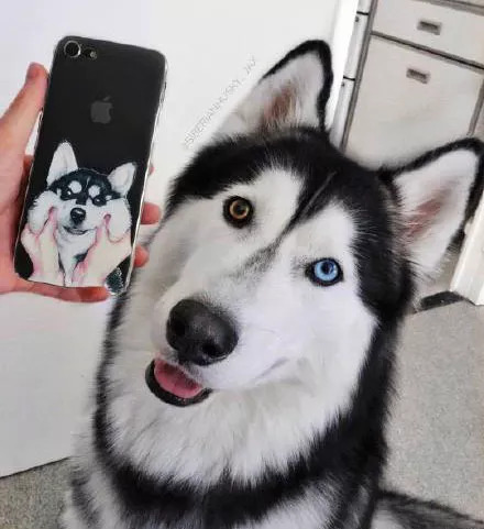 网友家的异瞳哈士奇简直美到爆炸