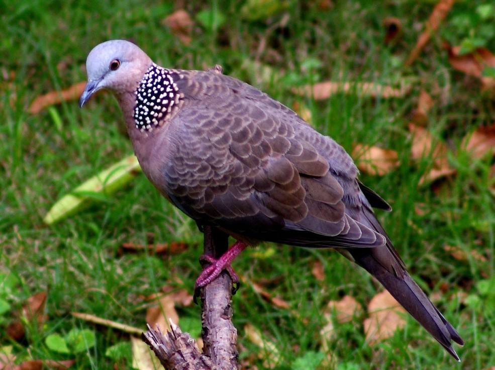 斑鸠可是一种非常受欢迎的动物了,因为斑鸠肉非常的鲜美,吃起来口感