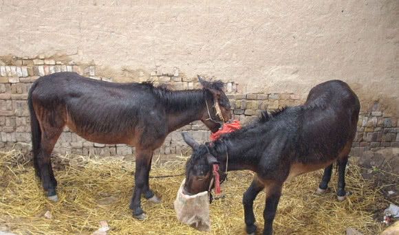 骡子|马骡|驴骡_新浪网