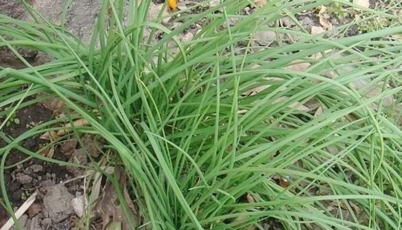 荞葱(尿葱)一年只能种植一次,而且得在比较潮湿的田地种植,需要的水分
