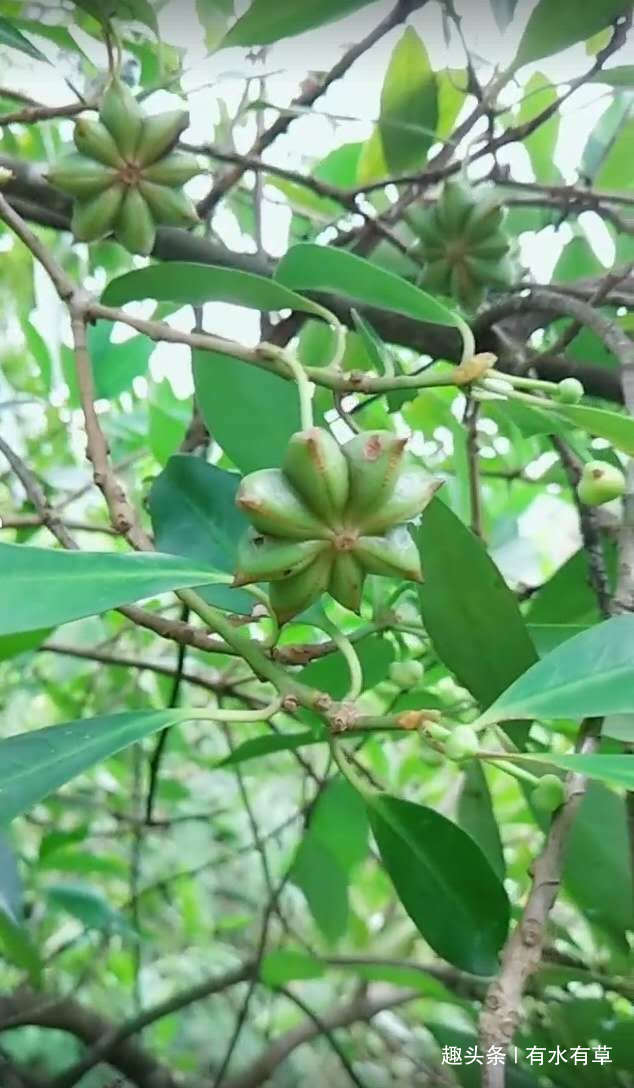 八角树图片(野生八角树图片)