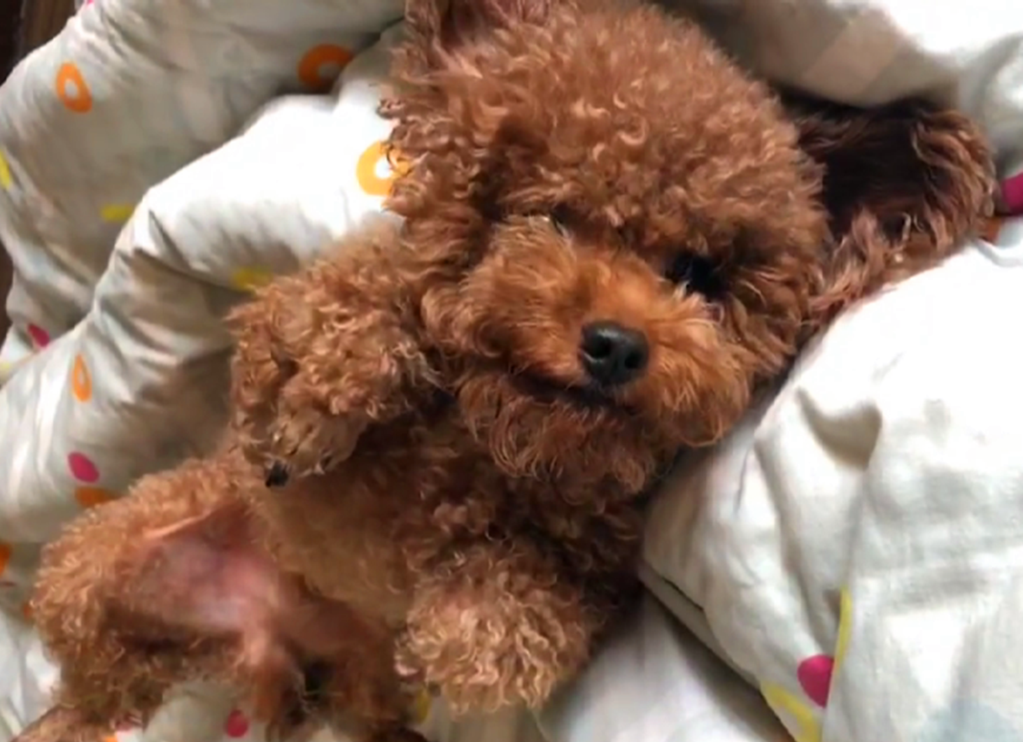 泰迪偷偷跑上床睡觉主人对它说婆婆来了狗接下来的表现亮了