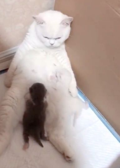 猫妈给宝宝喂奶,表情生无可恋,瞧到肚子上的小猫时笑翻