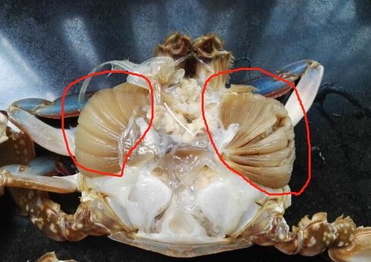 螃蟹别只会傻傻清蒸!这样做比清蒸鲜美10倍,没有一点腥味