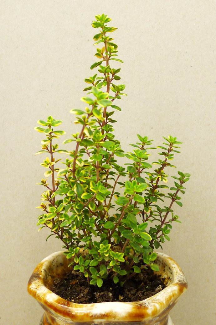 人称地椒草好养易爆盆还能驱蚊