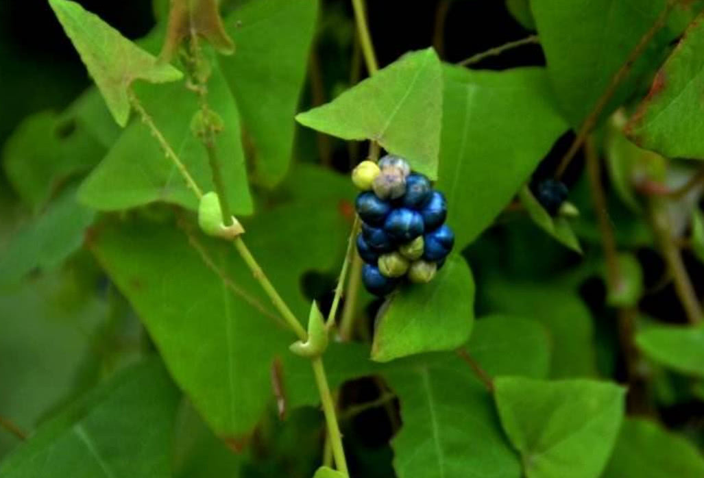 农村这种"老虎刺",如今珍贵而稀少,具有清热解毒的作用