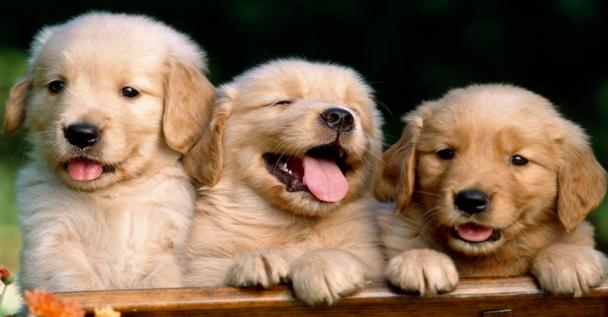 最让狗狗开心的无外乎是主人的陪伴,大家养狗是为了给自己带来快乐