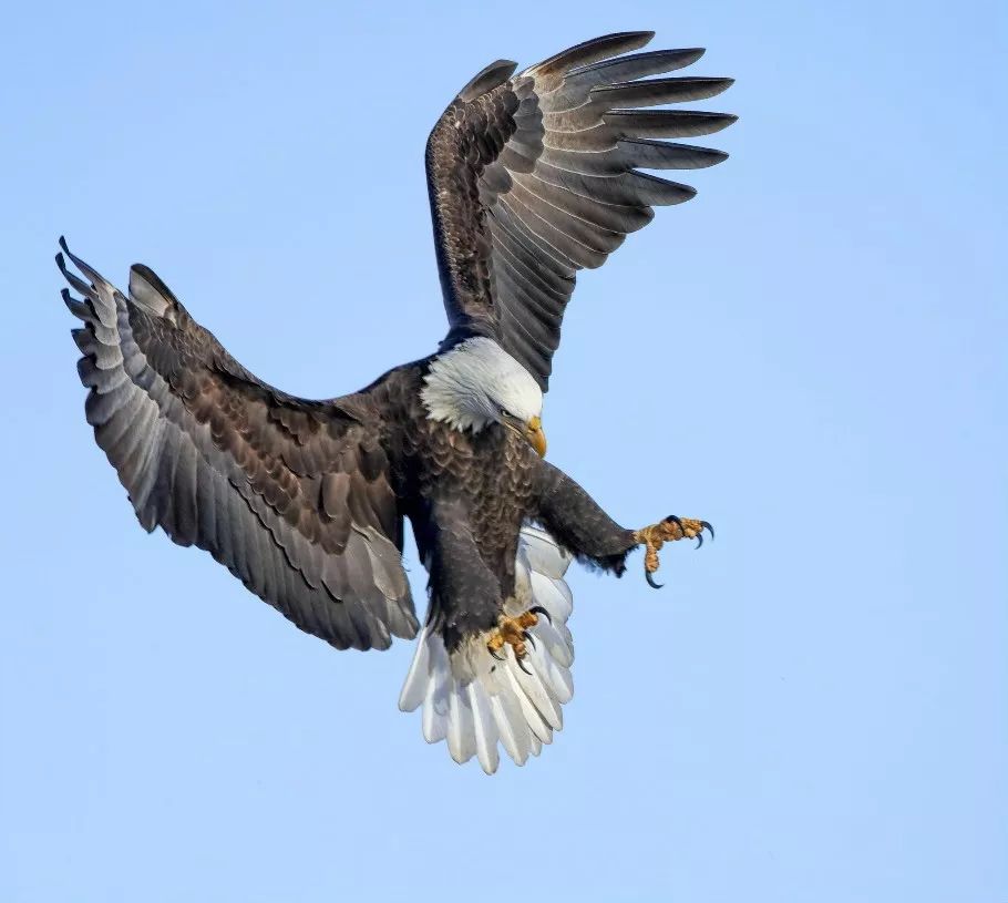 鸟类摄影|雄鹰展翅
