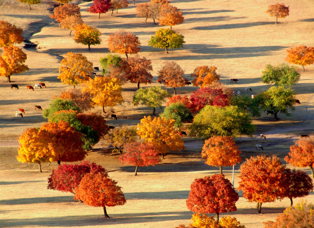 前旗收费站→突泉收费站→突泉镇→代钦塔拉镇→代钦塔拉五角枫风景区