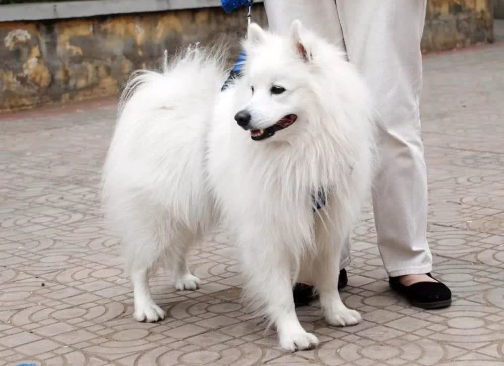银狐犬:虽然很像,但我真的不是萨摩耶,你个假粉丝|银狐犬|萨摩耶|银狐_新浪新闻