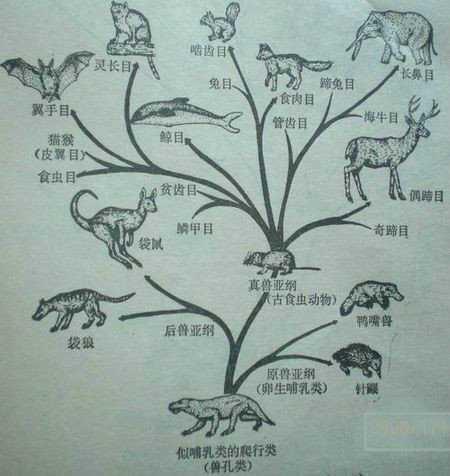 恐龙真的都灭绝了吗不不不它们进化的随处可见