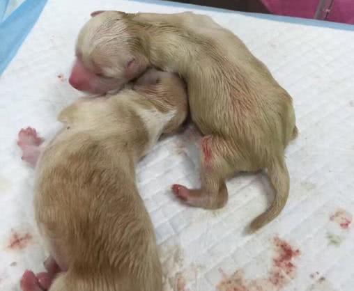 流浪狗医院产子, 生下了一只怪狗, 古怪相貌让众人闻所未闻!