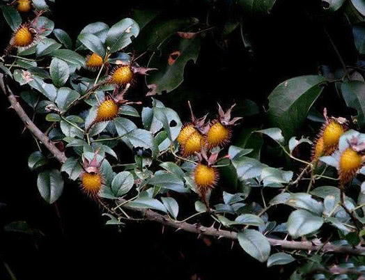 农村山上的这种野果子可以拿来泡酒老农称是天下第一养生酒