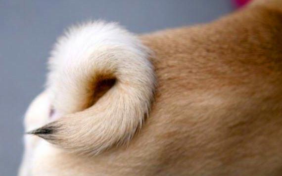 为何狗尾巴不能拽?宠物店长:拽了之后对狗伤害你想象不到!