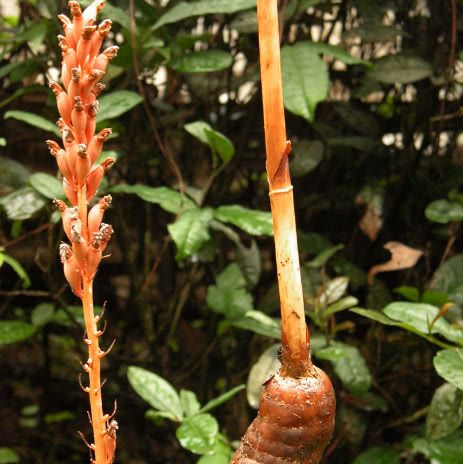 农村有一种植物,野生价格高达上千元,很多农民从中获得利润|植物|天麻
