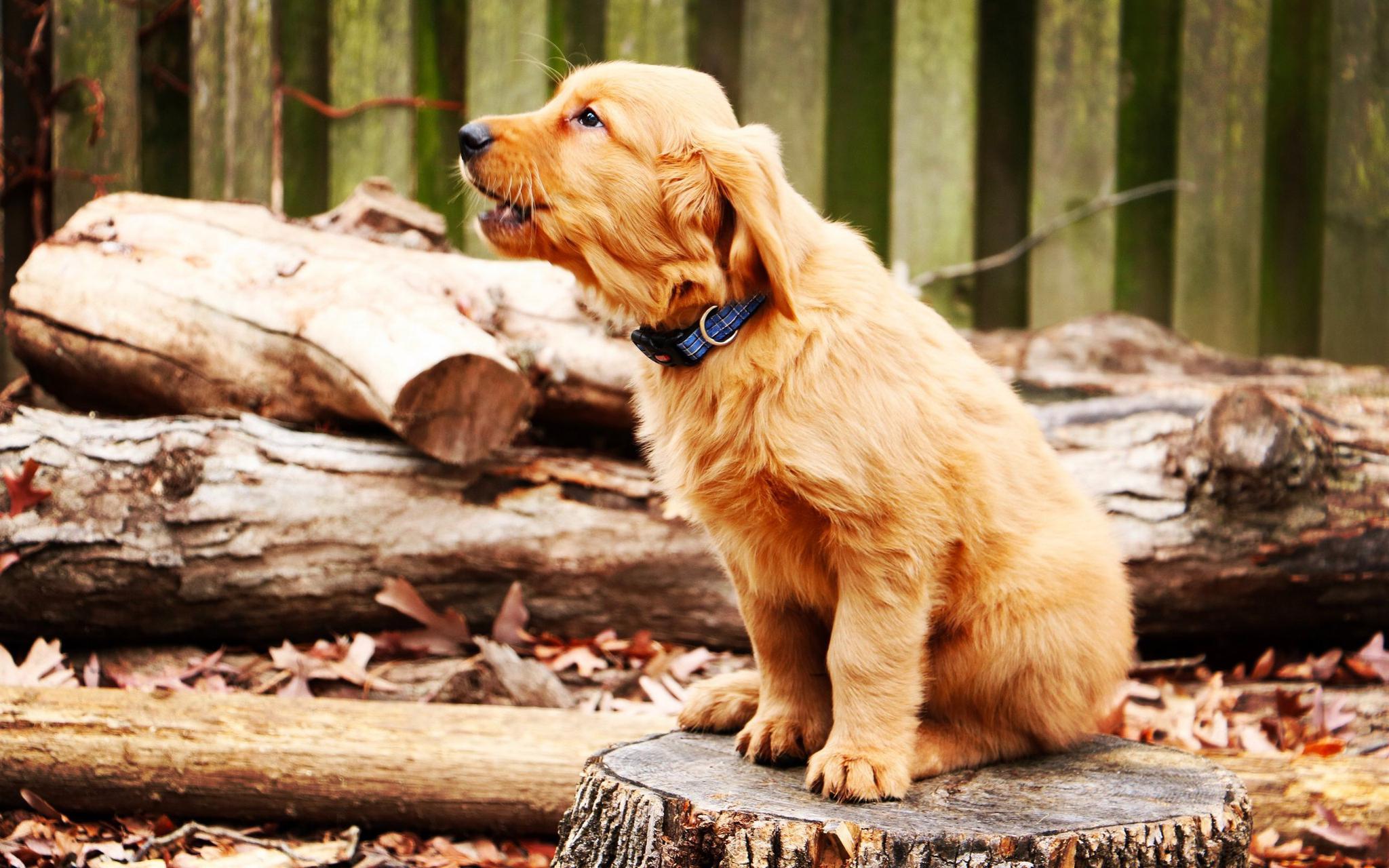 狗狗关节炎怎么办?日常生活中哪些方法可以帮助狗狗预防关节炎?