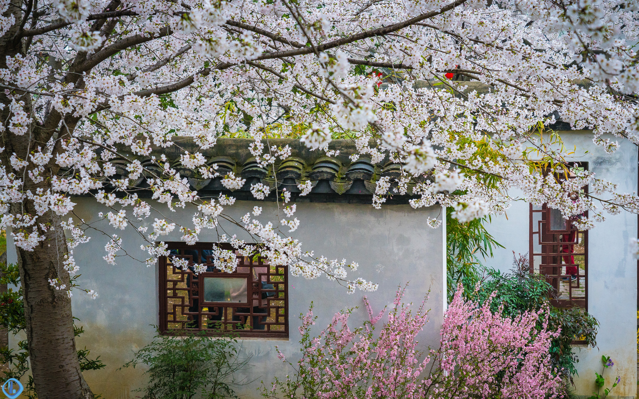无锡太湖鼋头渚樱花已盛开错过这个周末就等明年吧