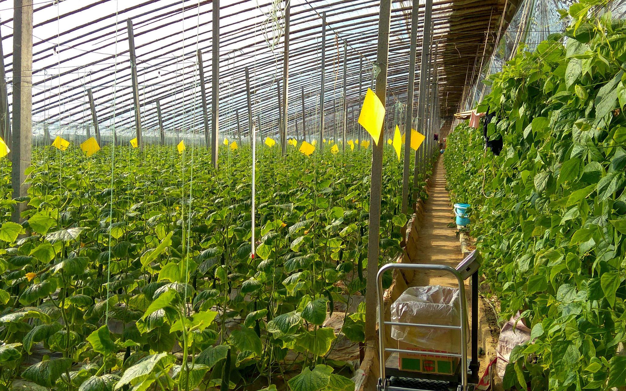 如何提高苦瓜的产量?抓好这几个关键问题,利润会更高!