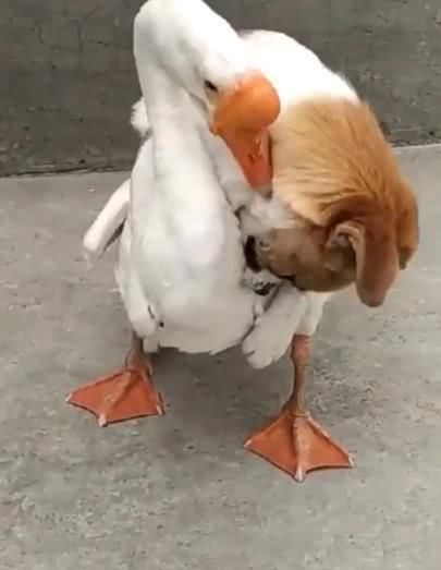 主人在房间听到院子里狗狗的惨叫声,着急出去一看笑到泪崩|狗狗|鹅