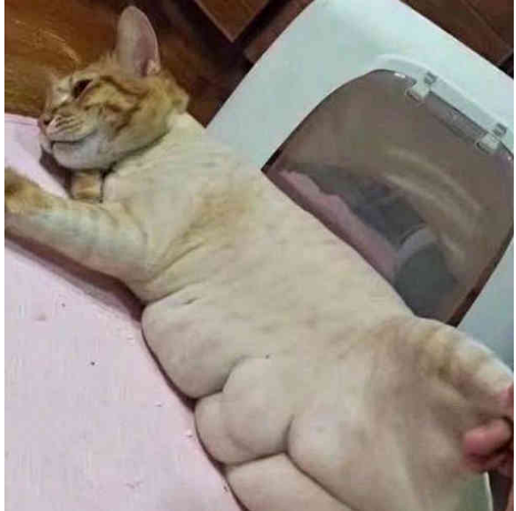 把毛剃了后有八块腹肌橘猫喝口水都发胖看来我去错怪你了