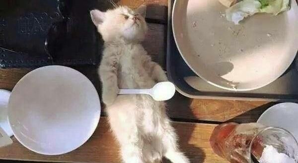 小奶猫吃饱后躺餐桌睡觉,一群人围观拍照,四脚朝天的模样太萌了