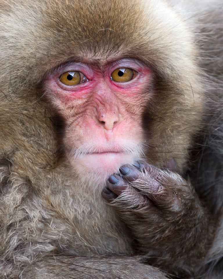 49岁的snapper mogens trolle拍的猴子思考照