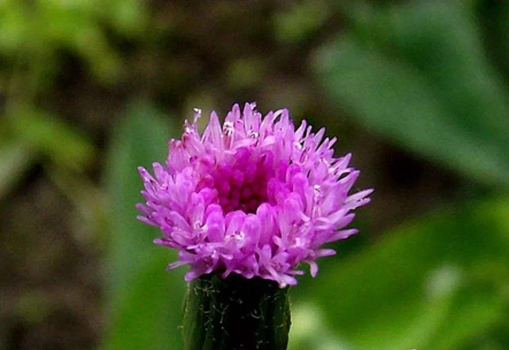 农村山里的"红头草",连家畜都不吃,晒干后却能卖将近15元一斤