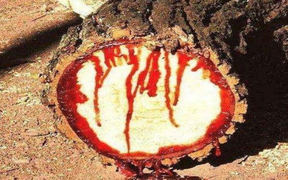 一斧头下去后树流血了,得知真相后乐开了花|砍树|松树|榕树_新浪新闻