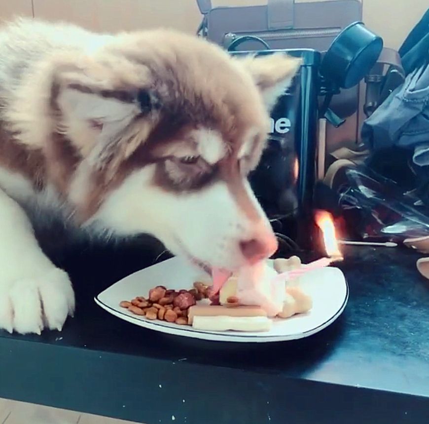 阿拉斯加犬过生日吃蛋糕,一口将蜡烛咬灭,狗接下来的举动亮了