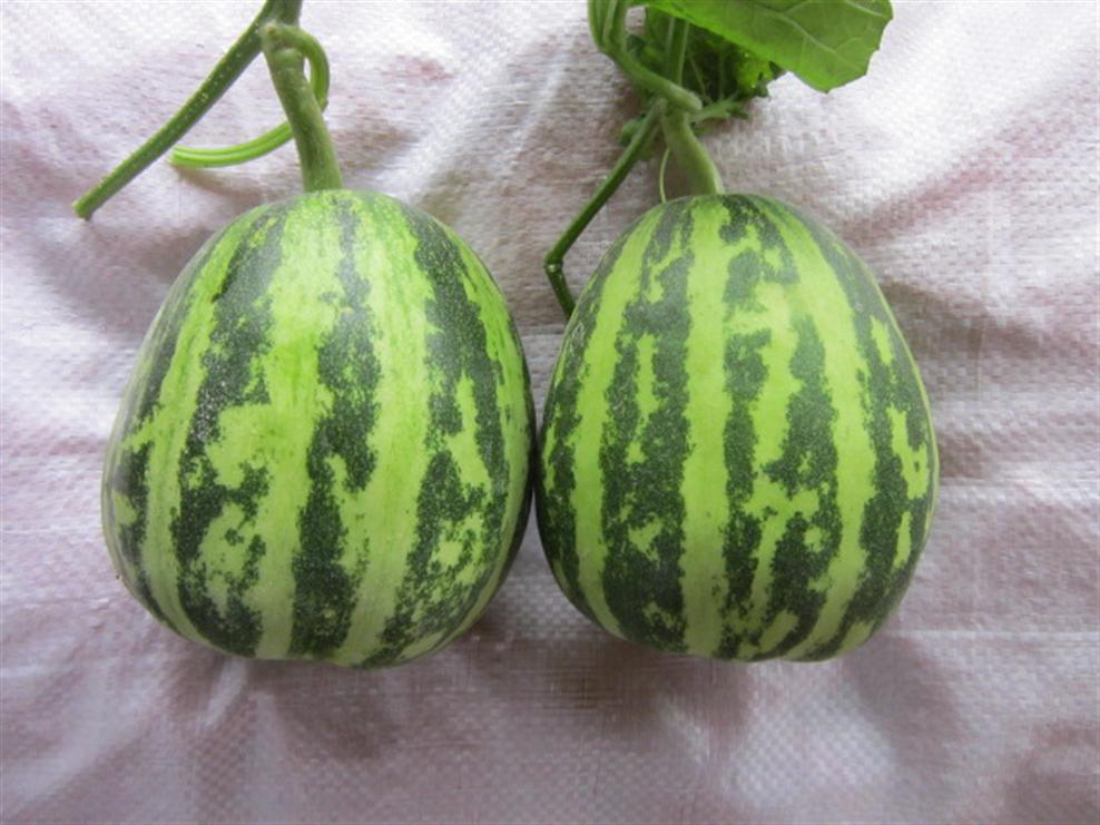 农村有一种水果常吃还能去除口臭瓜蒂却有毒要小心中毒