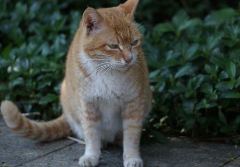 猫粮每日食量有什么要求 猫粮每日食量有什么要求