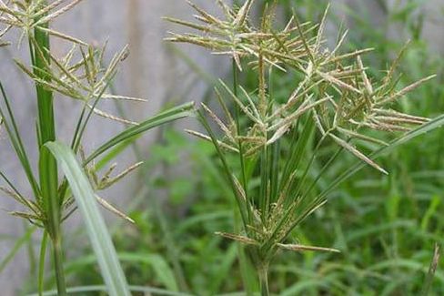 农村常见的一种野菜,治疗头痛,胸闷,闭经和月经不调