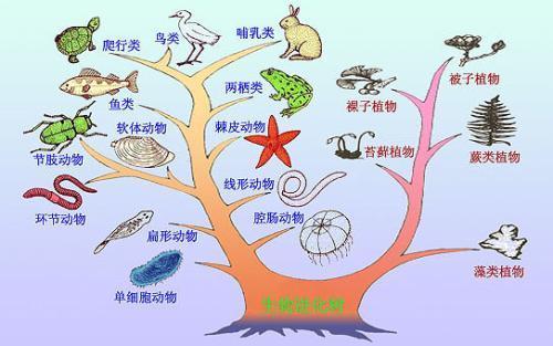 那么在如此之多的生物种类中