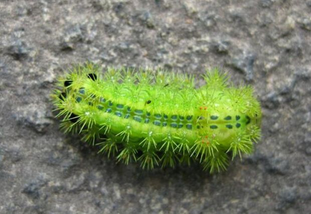 农村人的恶邻居让农村孩子避之唯恐不及的狠角色