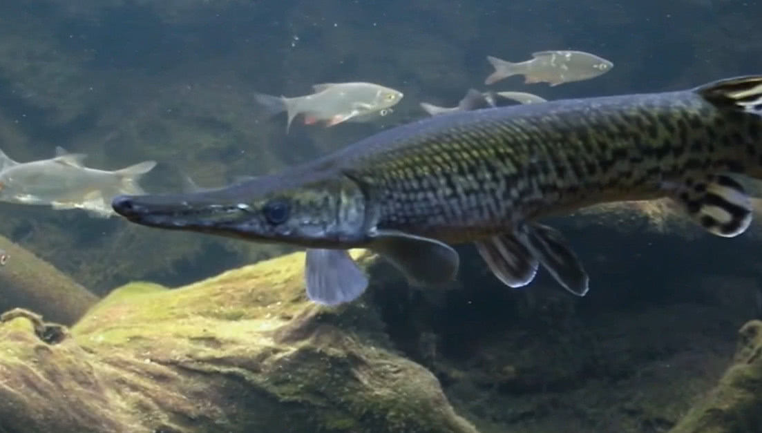 只要一条,直接毁灭水体生态系统|美洲|鳄雀鳝|鱼_新浪新闻