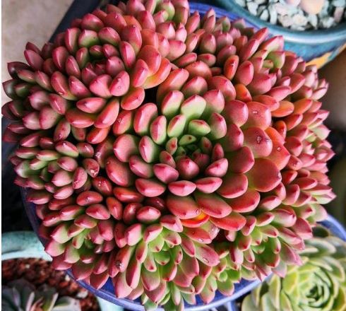 秋天,多肉依旧皱巴巴?避开3事,叶片蹭蹭胖嘟嘟,疯狂长肥膘!