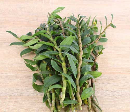 铁皮石斛粉的功效与石斛粉怎么吃 石斛粉的主要功效和作用有哪些