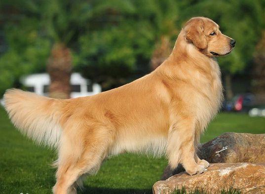 金毛犬拉稀怎么办,细心观察病情变化