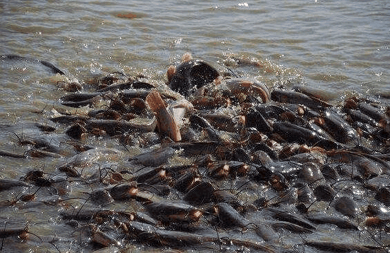 印度恒河里面的鲶鱼泛滥了!印度:中国吃货,你们可以帮我们吗