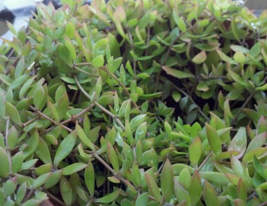 农村的这种"石头菜",一天卖1000多斤,村民靠他买了小洋房