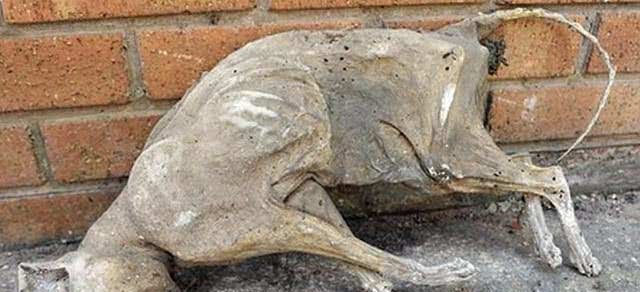 猫咪离家未归十年后翻盖房子才发现猫咪已变成化石泪奔