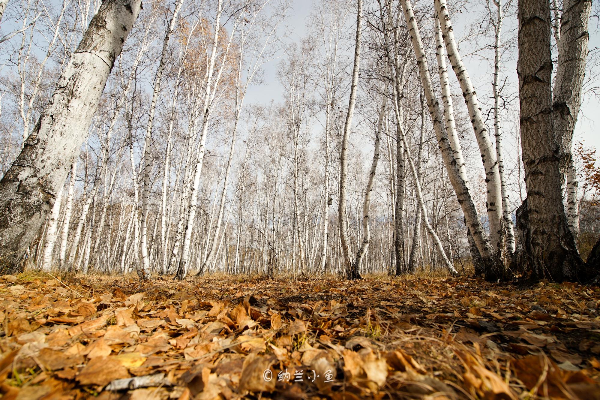 呼伦贝尔有片最美白桦林 满目金黄,摄影天堂 错过又要等一年!|天堂|白