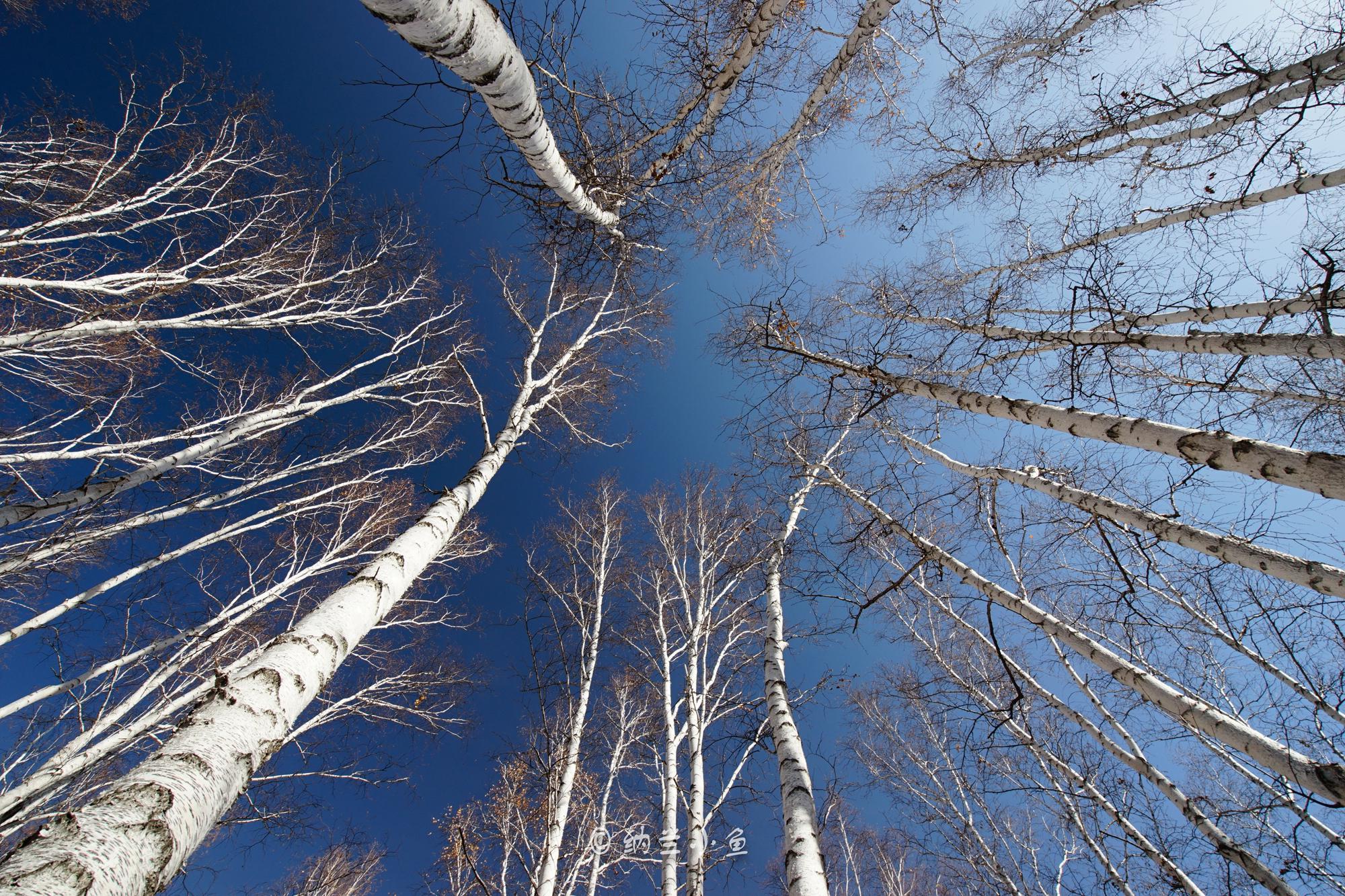 呼伦贝尔有片最美白桦林满目金黄摄影天堂错过又要等一年